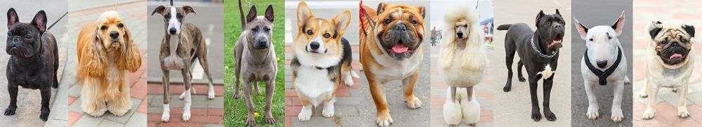 French bulldog, cocker spaniel, whippet, rhodesian ridgeback (cropped ears) corgi, bulldog, poodle, Neapolitan, bull terrier, pug
