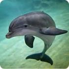 dolphin facts