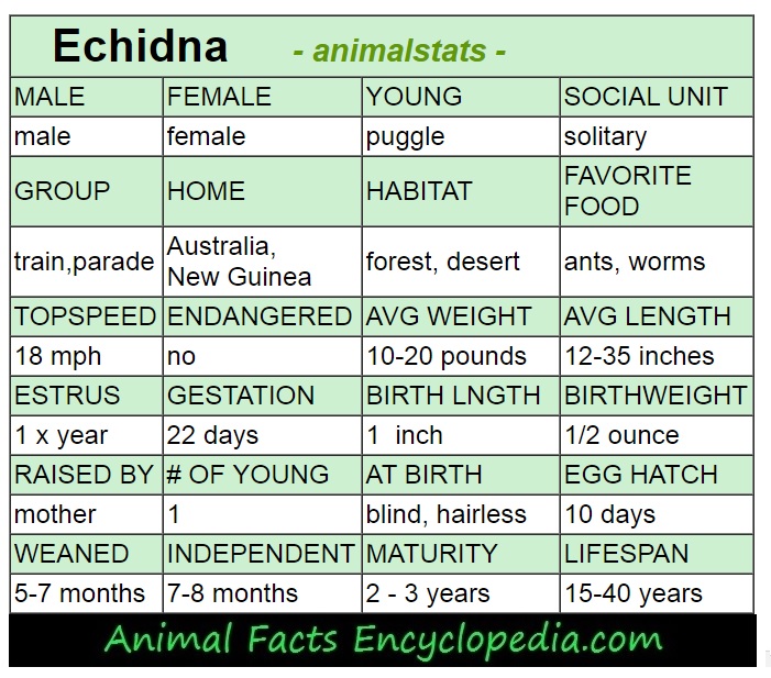 echidna animal stats