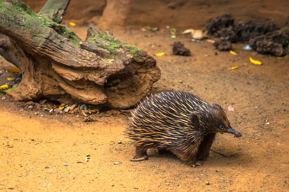 echidna by log