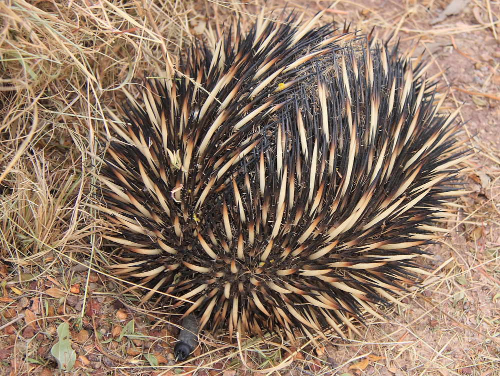 echidna rolled in a ball