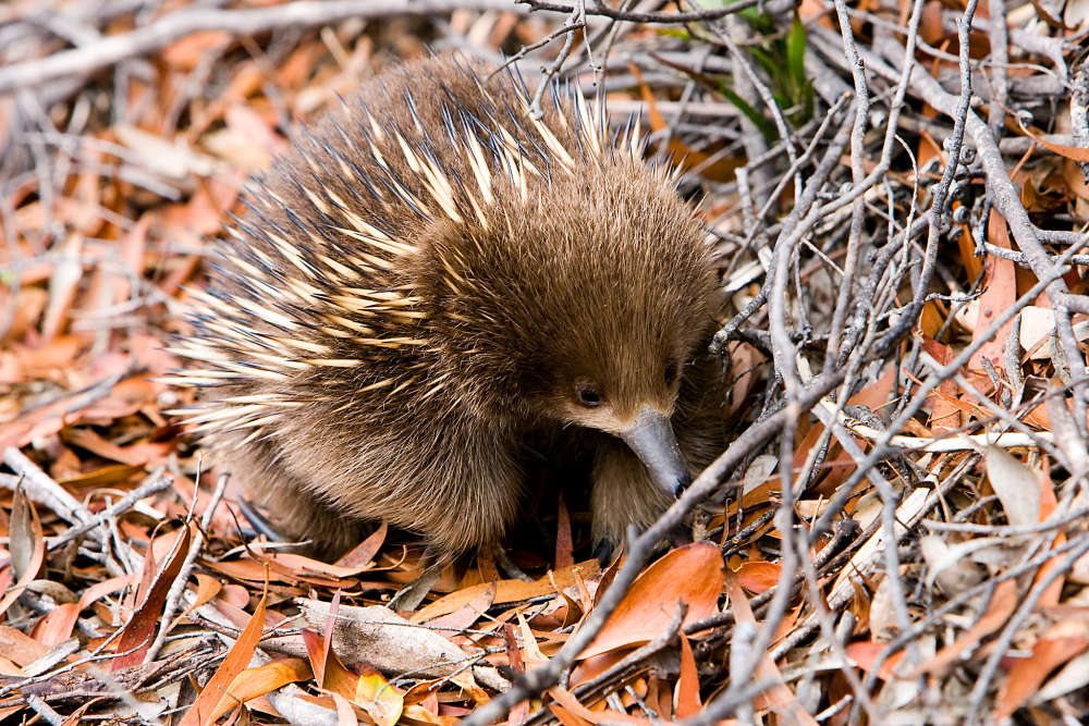 echidna in the leaves