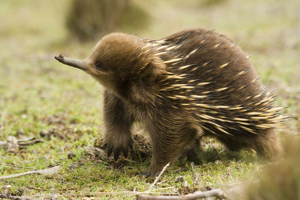 short-beaked echidna