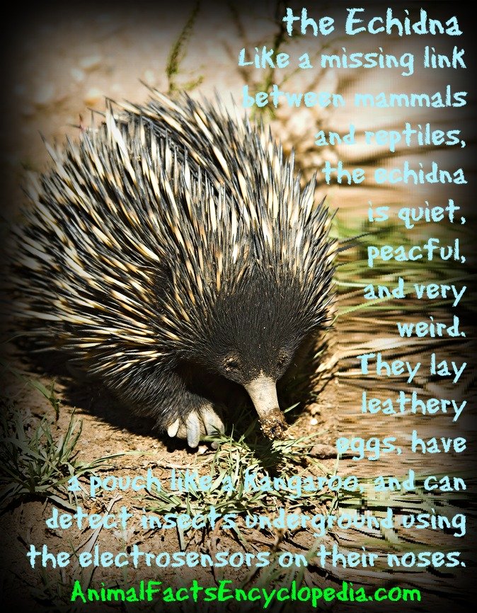 echidna story