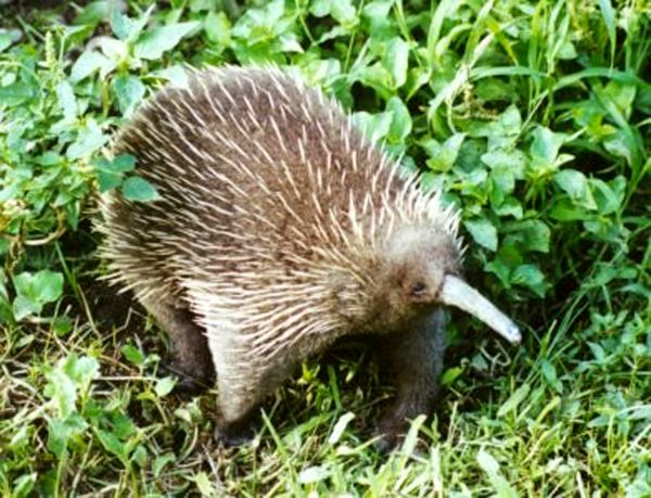 long-beaked echidna