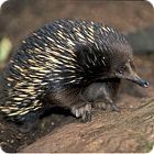 Echidna Facts