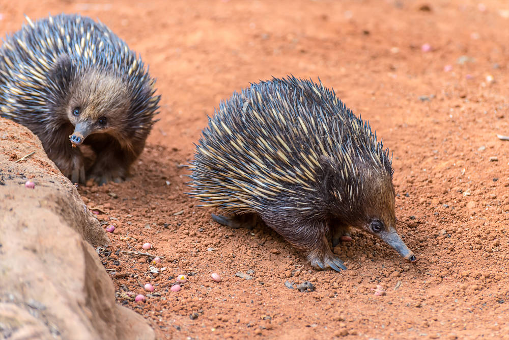 echidna pair