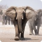 African elephant