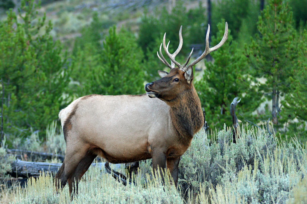 beautiful elk