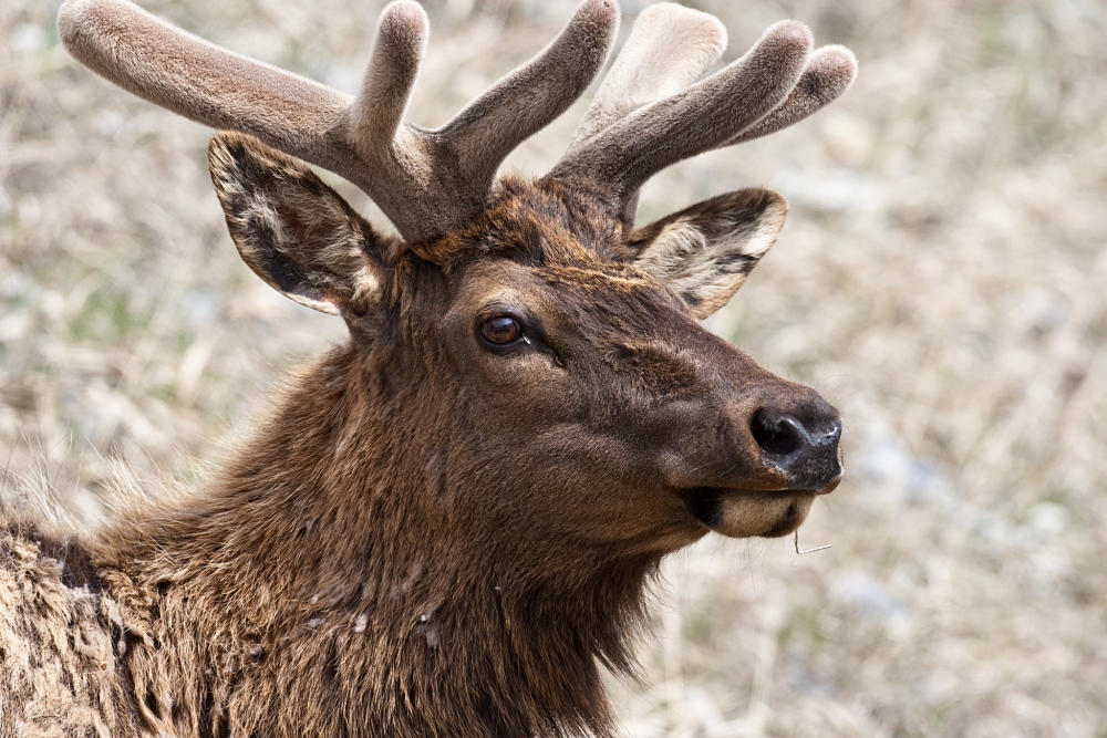 elk closeup