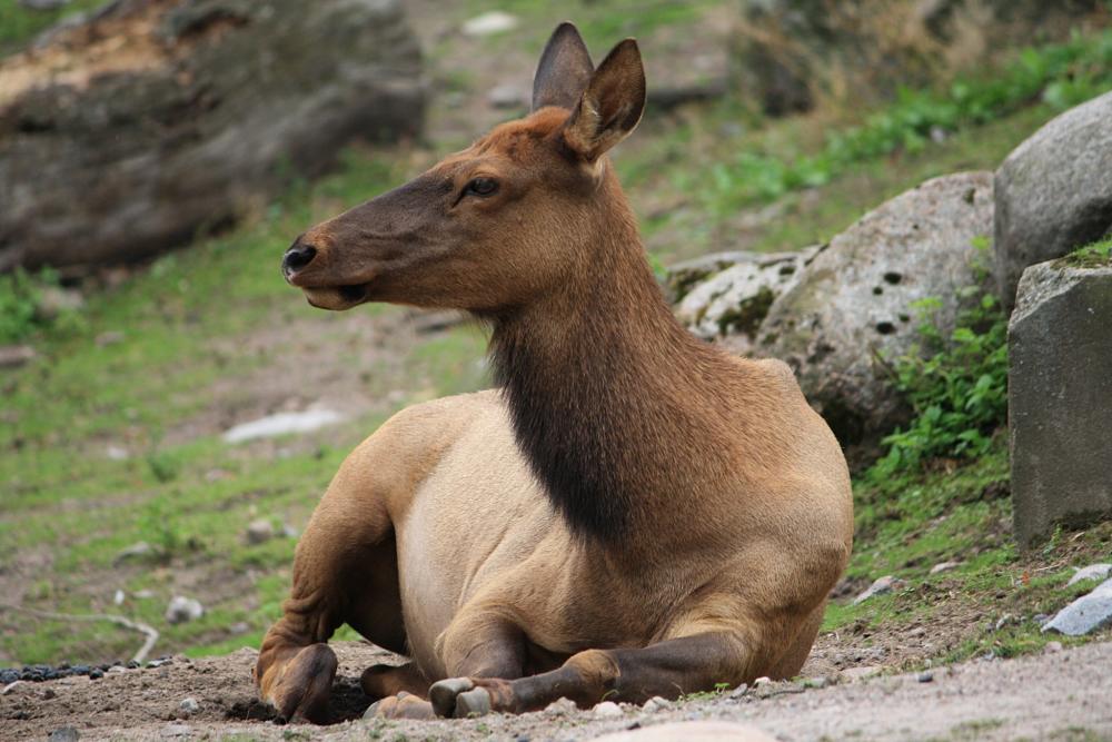 female elk relaxing