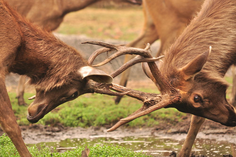 elk fight closeup
