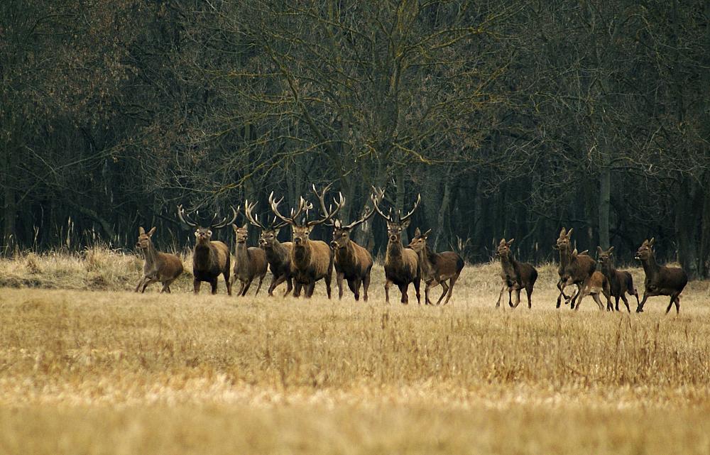 elk herd