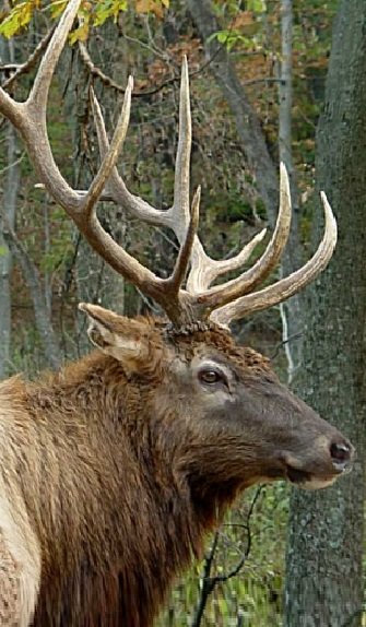 Elk Portrait