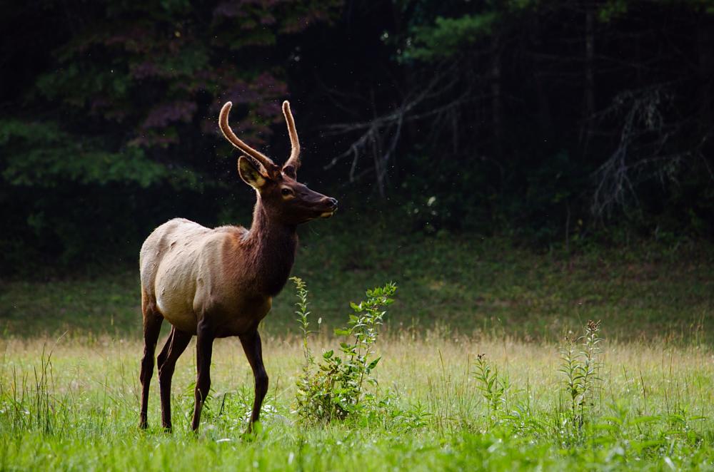 young elk