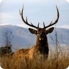 elk facts