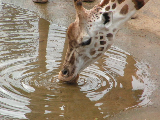 giraffe drinking