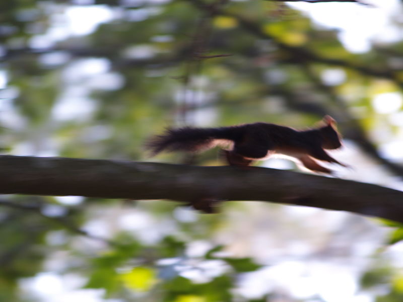 squirrel fast