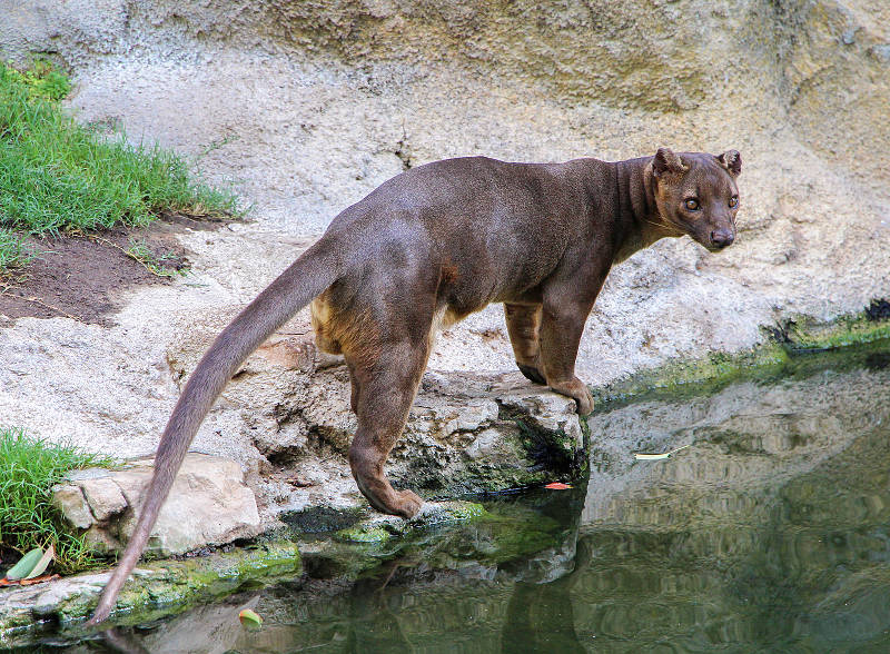 fossa by a stream