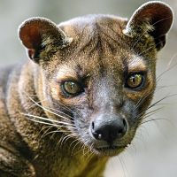 fossa facts