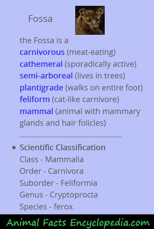 fossa information