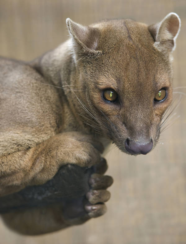 fossa portrait