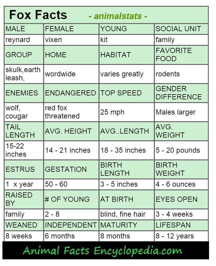 Fox animal stats