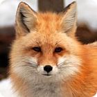 Desert Animals - Animal Facts Encyclopedia Desert Animals - Animal Facts Encyclopedia