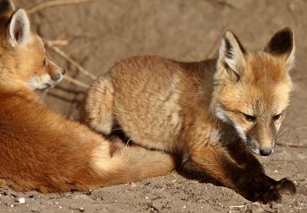 fox kits