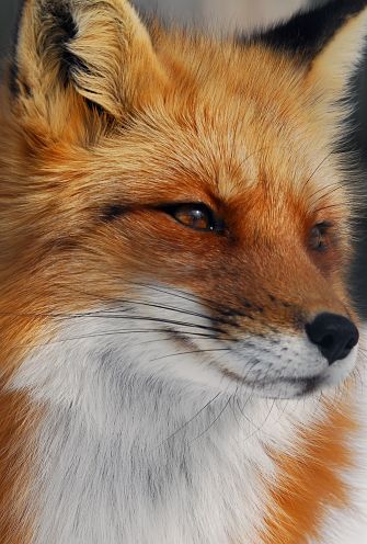 red fox portrait