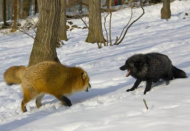 normal red fox and melanistic