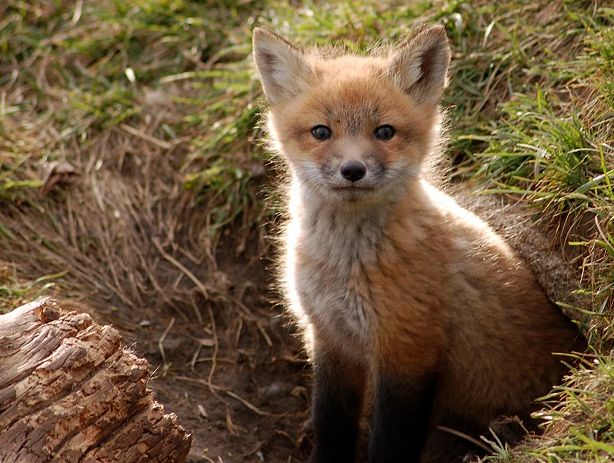 adorable fox