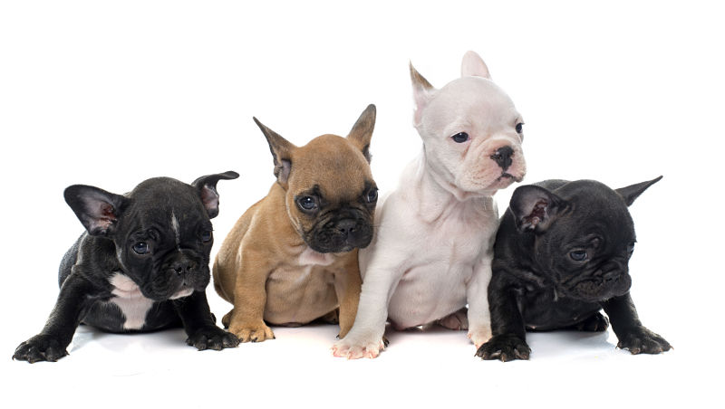 French bulldog puppies