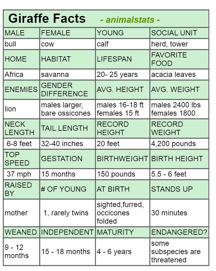 giraffe animal stats