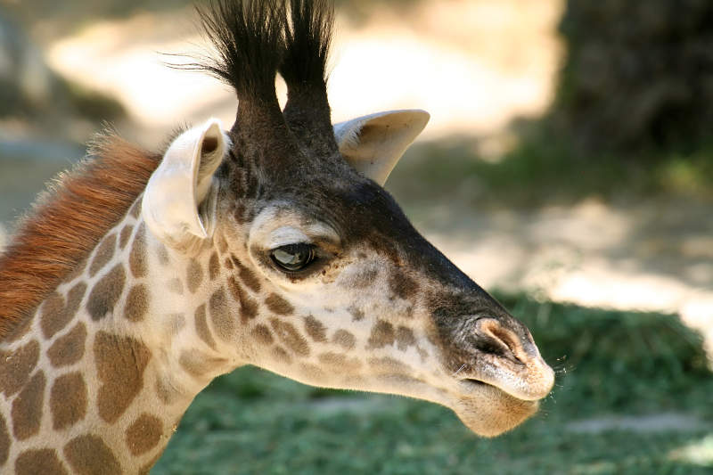 baby giraffe close-up