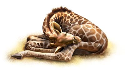 baby giraffe sleeping