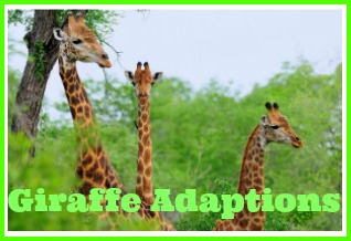 giraffe adaptions