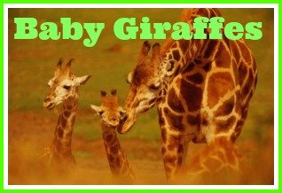 baby giraffes