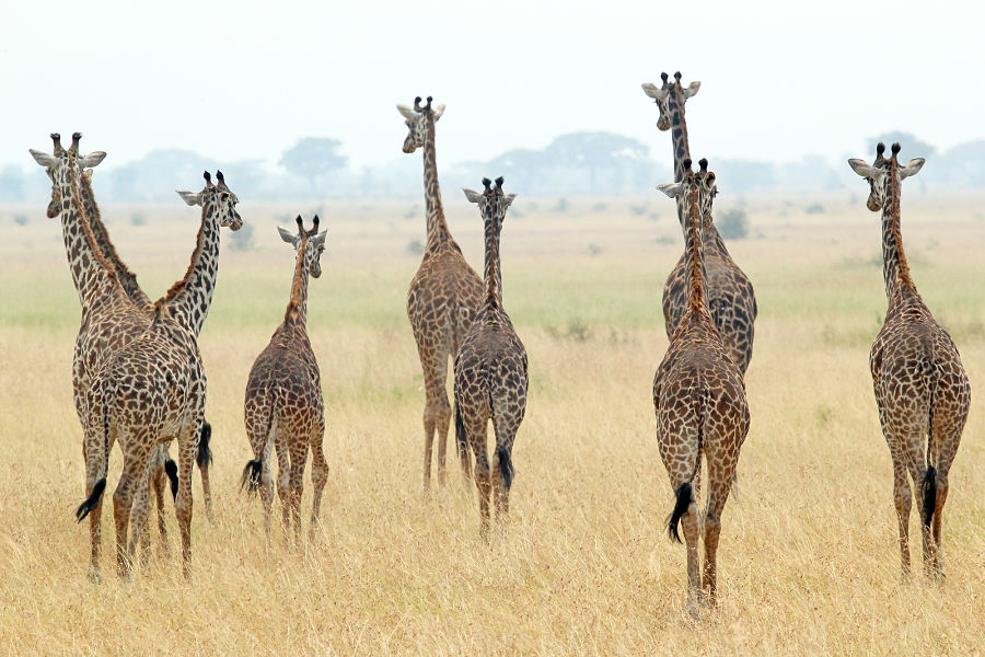 herd of Masai giraffes