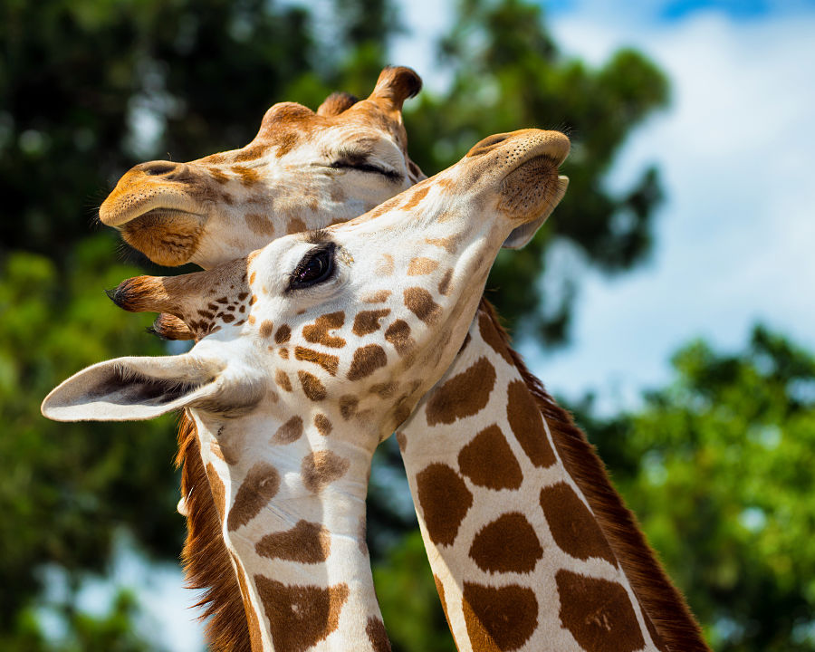 giraffes snuggling