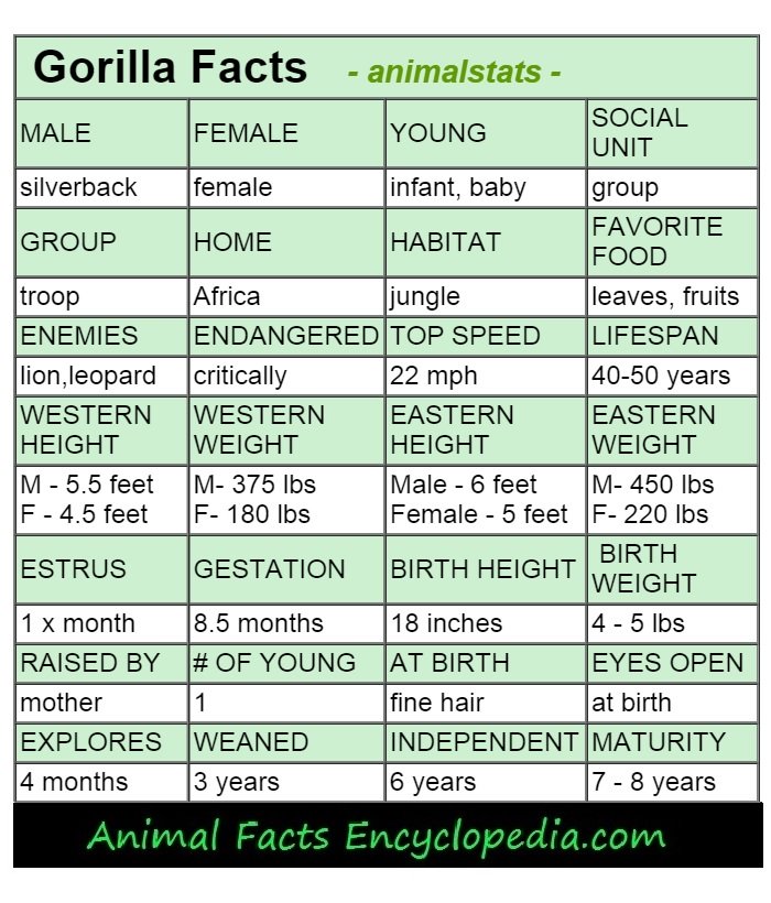 gorilla-animal-stats