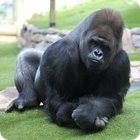 gorilla facts