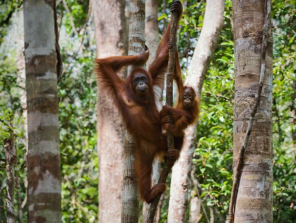 orangutans in the trees