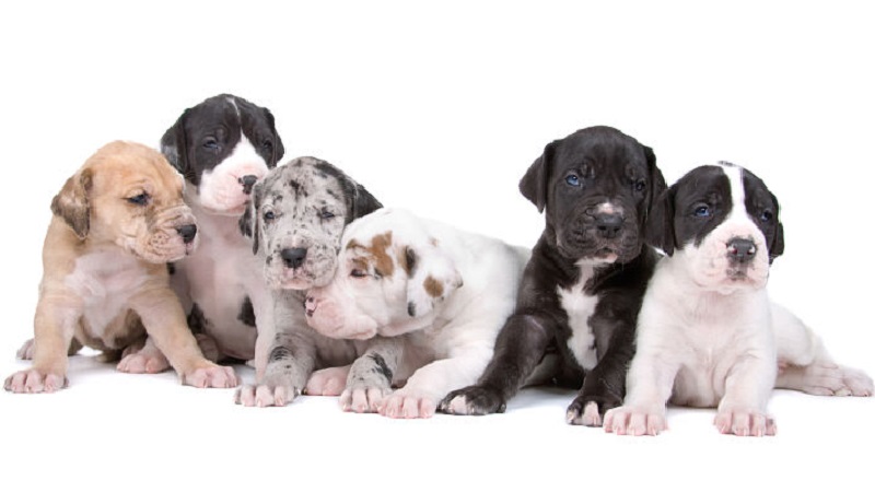 great dane puppies