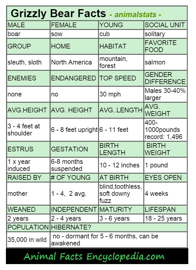 grizzly bear animal stats