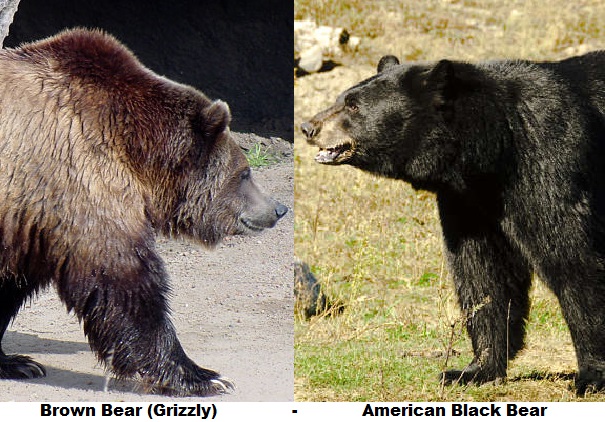 grizzly bear black bear side by side comparison