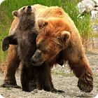 grizzly bear facts