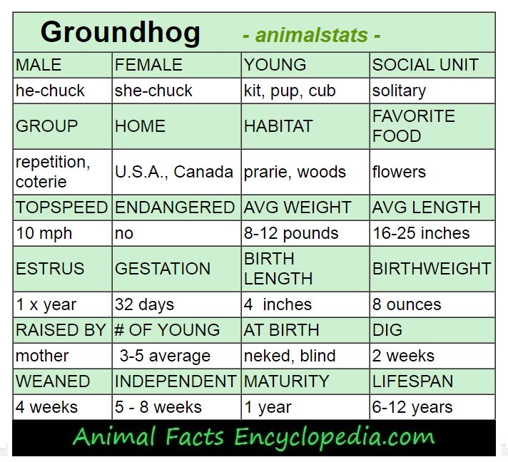 groundhog animal-stats