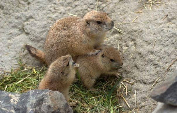 groundhog mother and babies