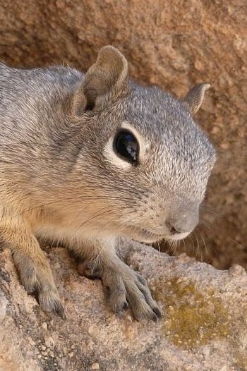 Groundhog Baby Portrait